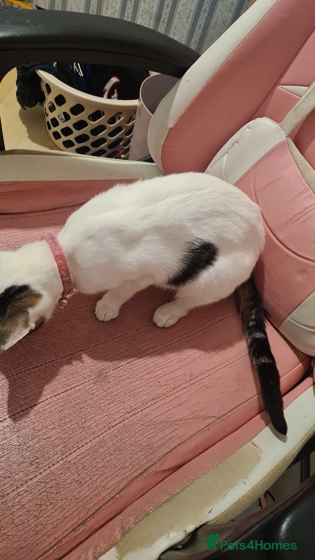 British Shorthair cats for sale: GORGEOUS BRITISH SHORTHAIR! - Advert 3