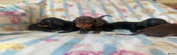 Miniature Dachshund dogs for sale: Adorable miniature dachshund puppies - Advert 4