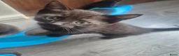 Domestic Shorthair cats for sale: Beautiful Black Tabby Kittens - Advert 3