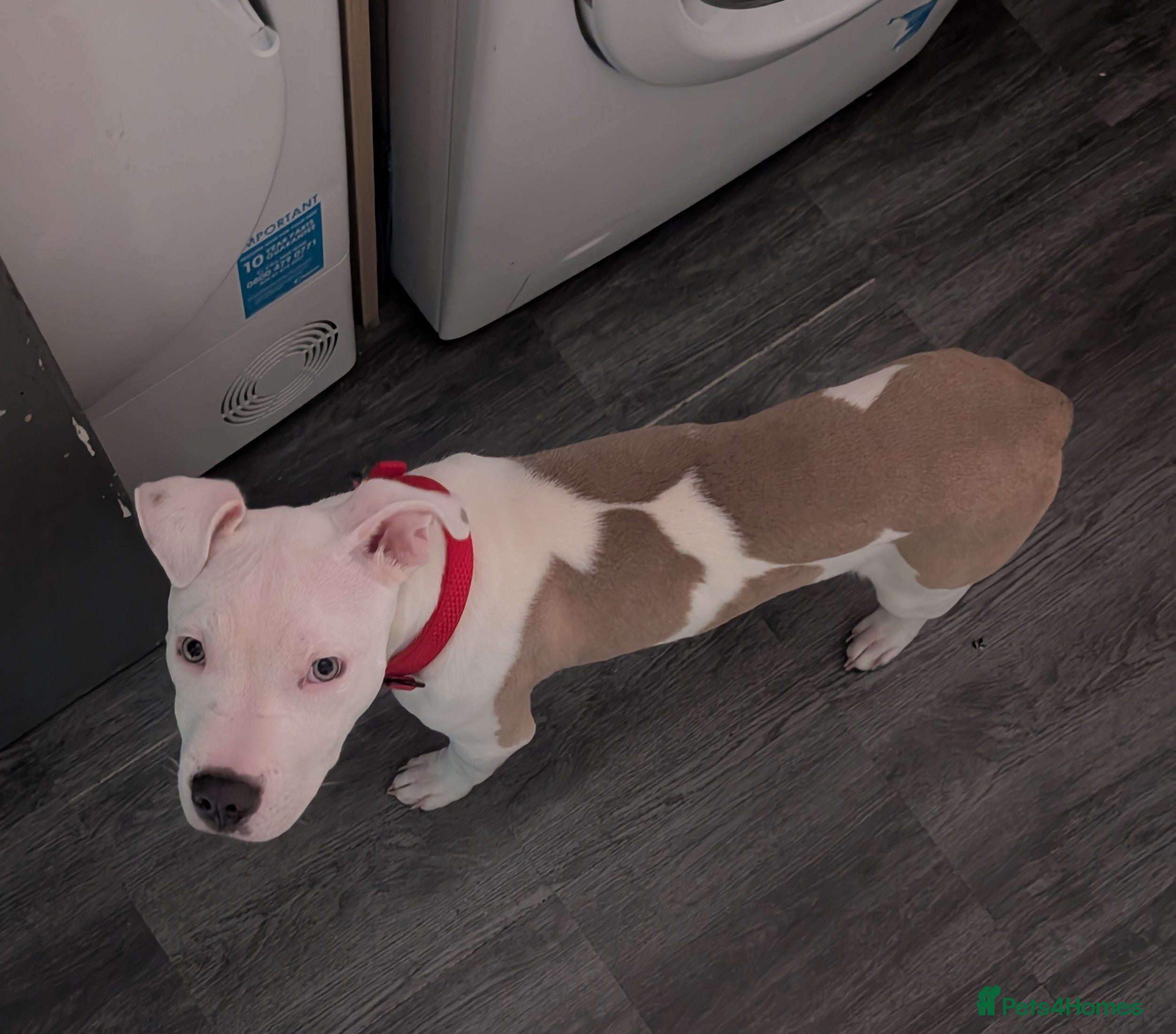 Mixed Breed dogs Staffy x American bulldog  - Advert 1
