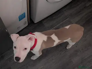 Mixed Breed dogs Staffy x American bulldog - Advert 1