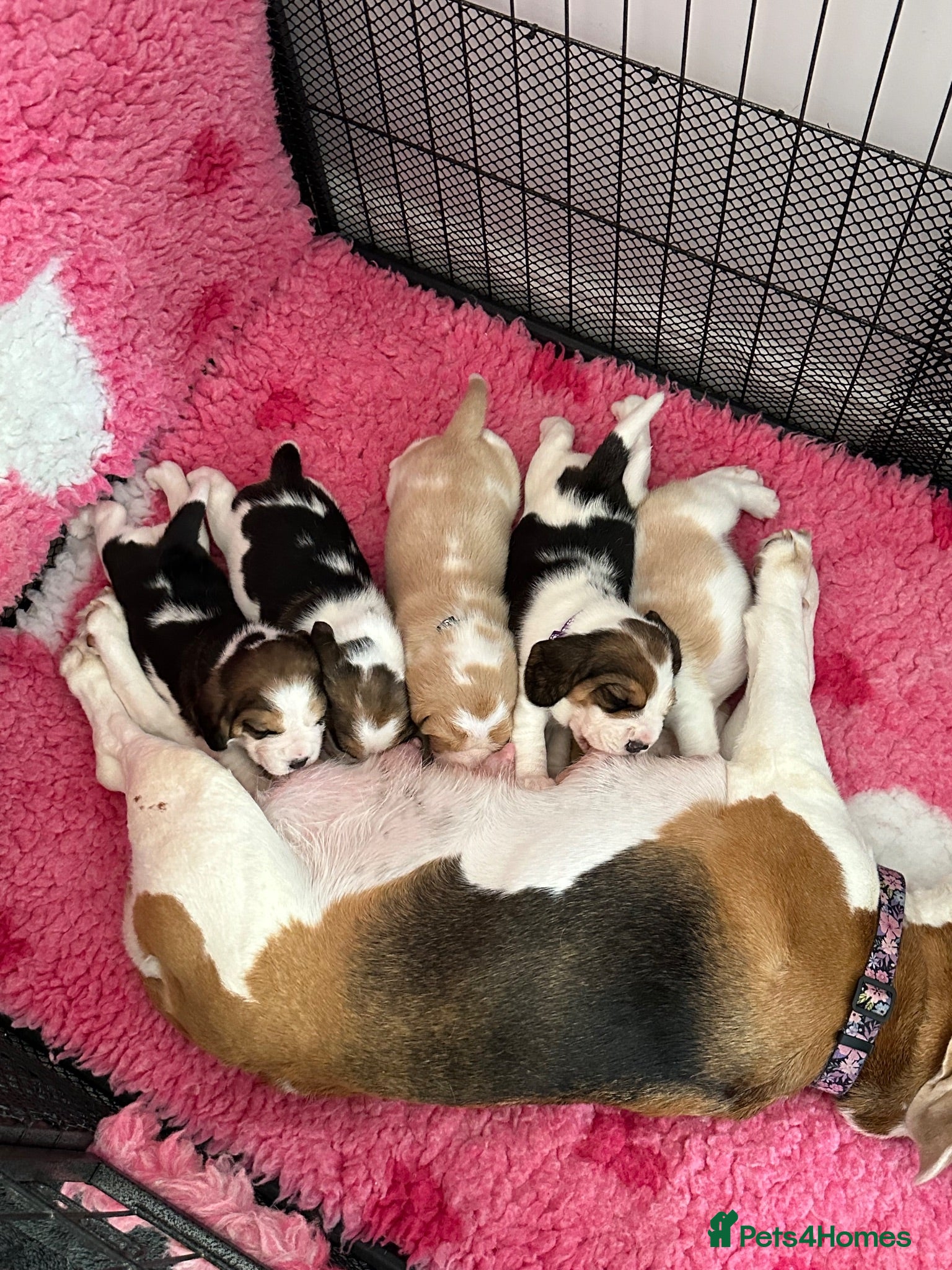 Beagle dogs Beautiful KC registered 5th gen pedigree puppies - Advert 2