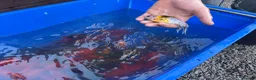 Koi Carp fish for sale: Pond closure  in West Bromwich - Advert 20