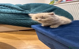 British Longhair cats for sale: British longhair ready for home in Watford - Image 31