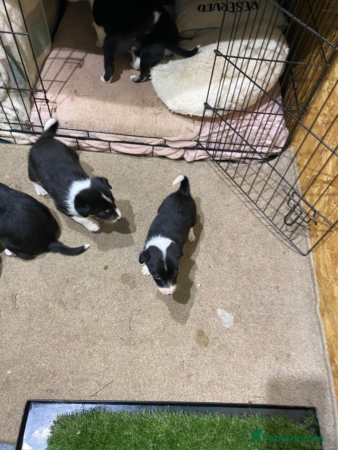 Border Collie dogs for sale: Beautiful border collie pups  - Advert 8