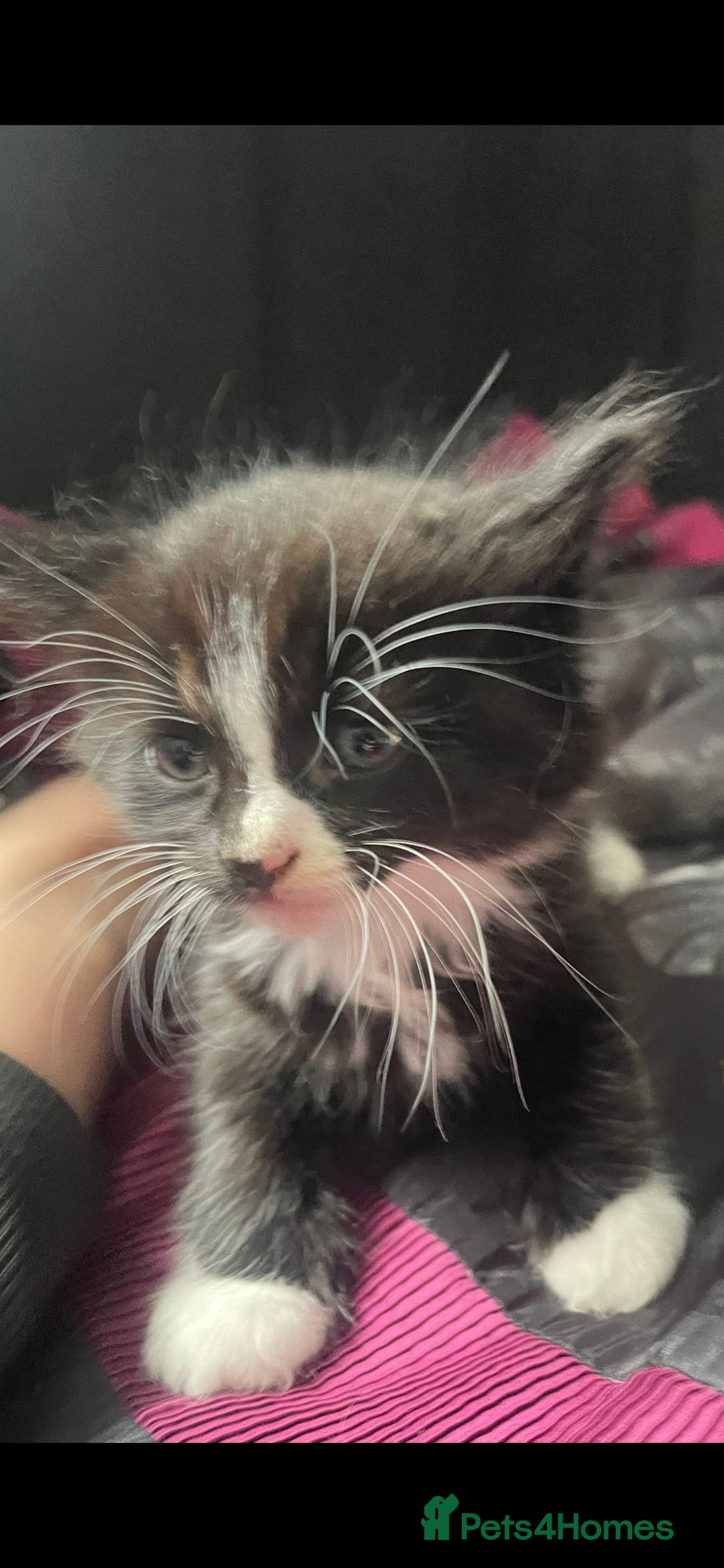 Mixed Breed cats for sale: Beautiful kittens ready for new loving homes  - Image 3