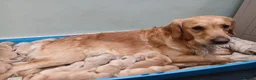 Golden Retriever dogs for sale: Ready to leave true gold colored golden retrievers - Advert 10