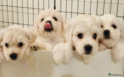 Maltese dogs for sale: ✨ Exquisite Maltese Puppies Available✨ - Advert 4