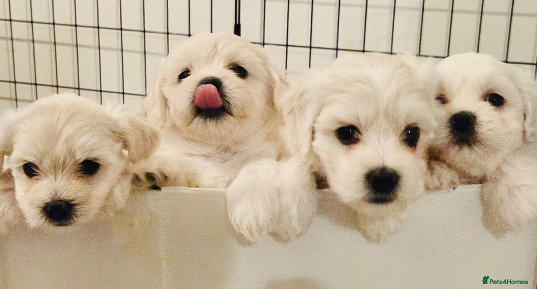 Maltese dogs for sale: ✨ Exquisite Maltese Puppies Available✨ - Advert 4