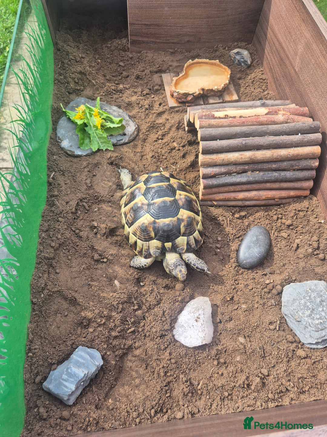 Tortoise reptiles for sale: Spurthigh tortoise - Image 5