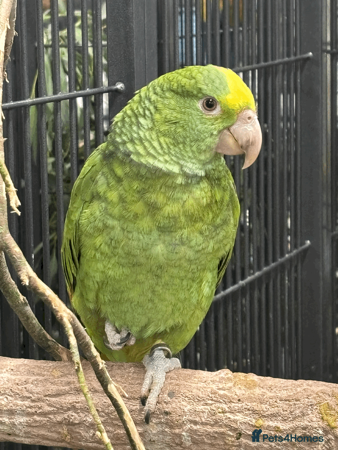 Parrots birds for sale: Stunning handreared Double yellow headed amazons   - Advert 3