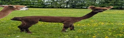 Alpaca livestock for sale: Gorgeous dark brown cria - Advert 2