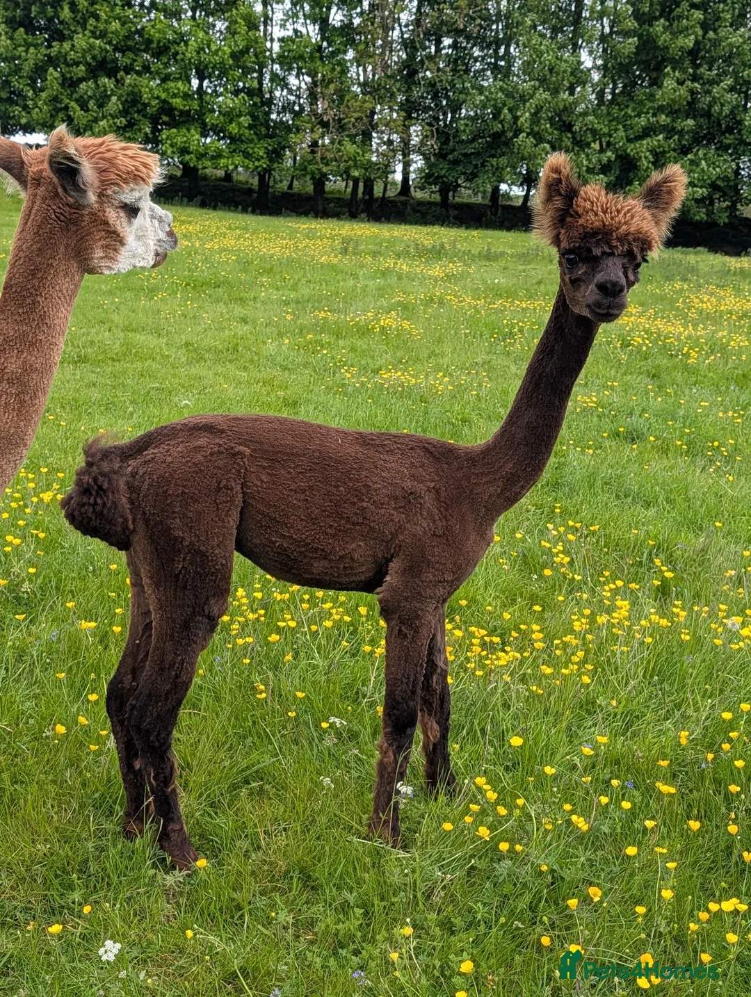 Alpaca livestock for sale: Gorgeous dark brown cria - Advert 2