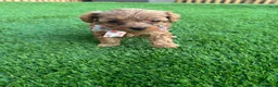 Cockapoo dogs for sale: 🐾 Adorable F1BB Teddy bear toy cockapoos 🐾 - Advert 19
