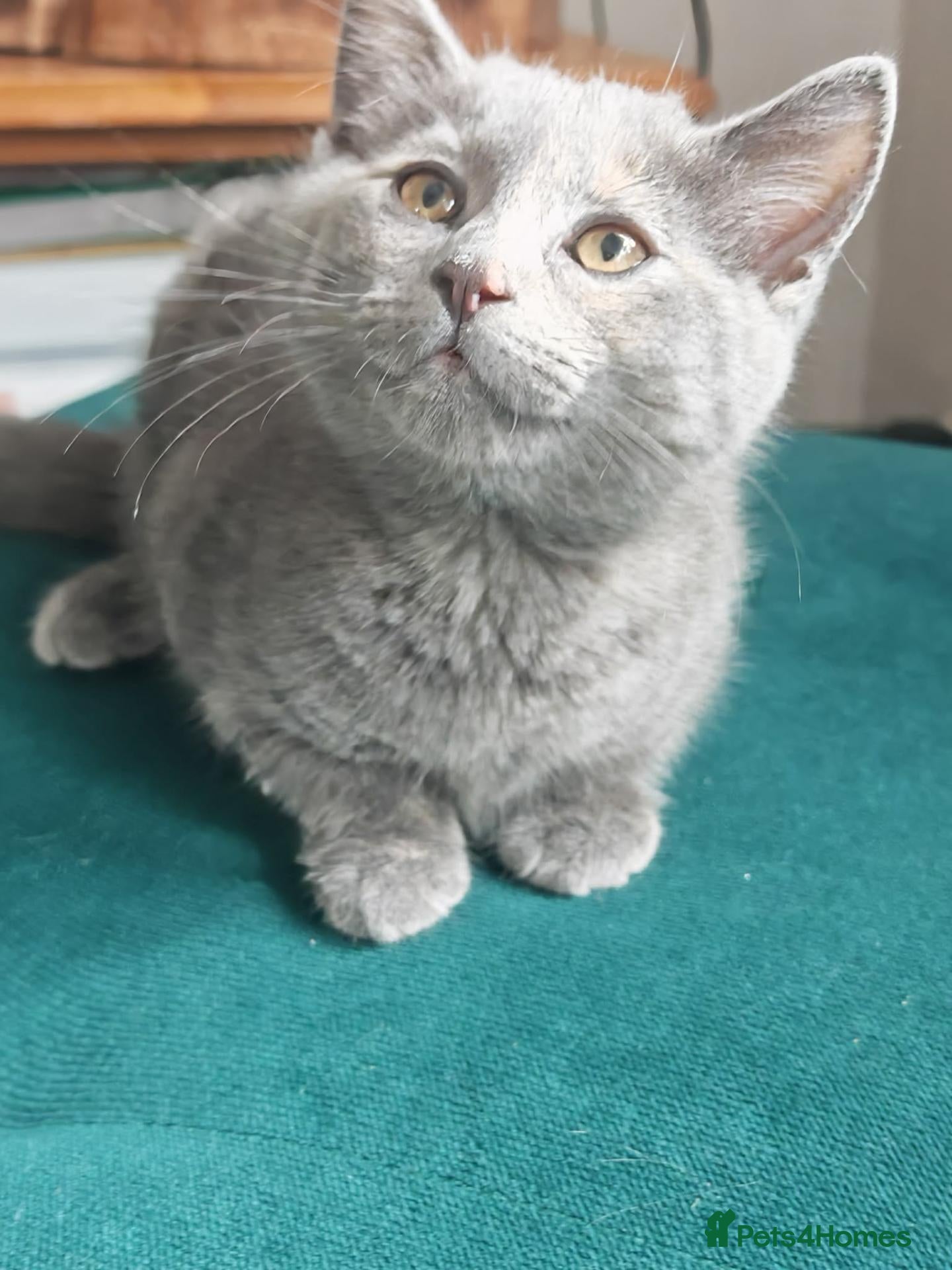 British Shorthair cats Beautiful girl for sell  - Advert 6