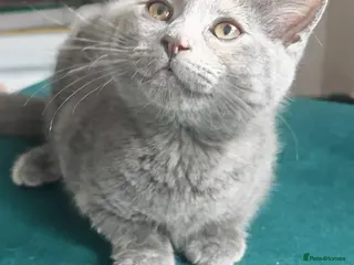 British Shorthair cats Beautiful girl for sell - Advert 4