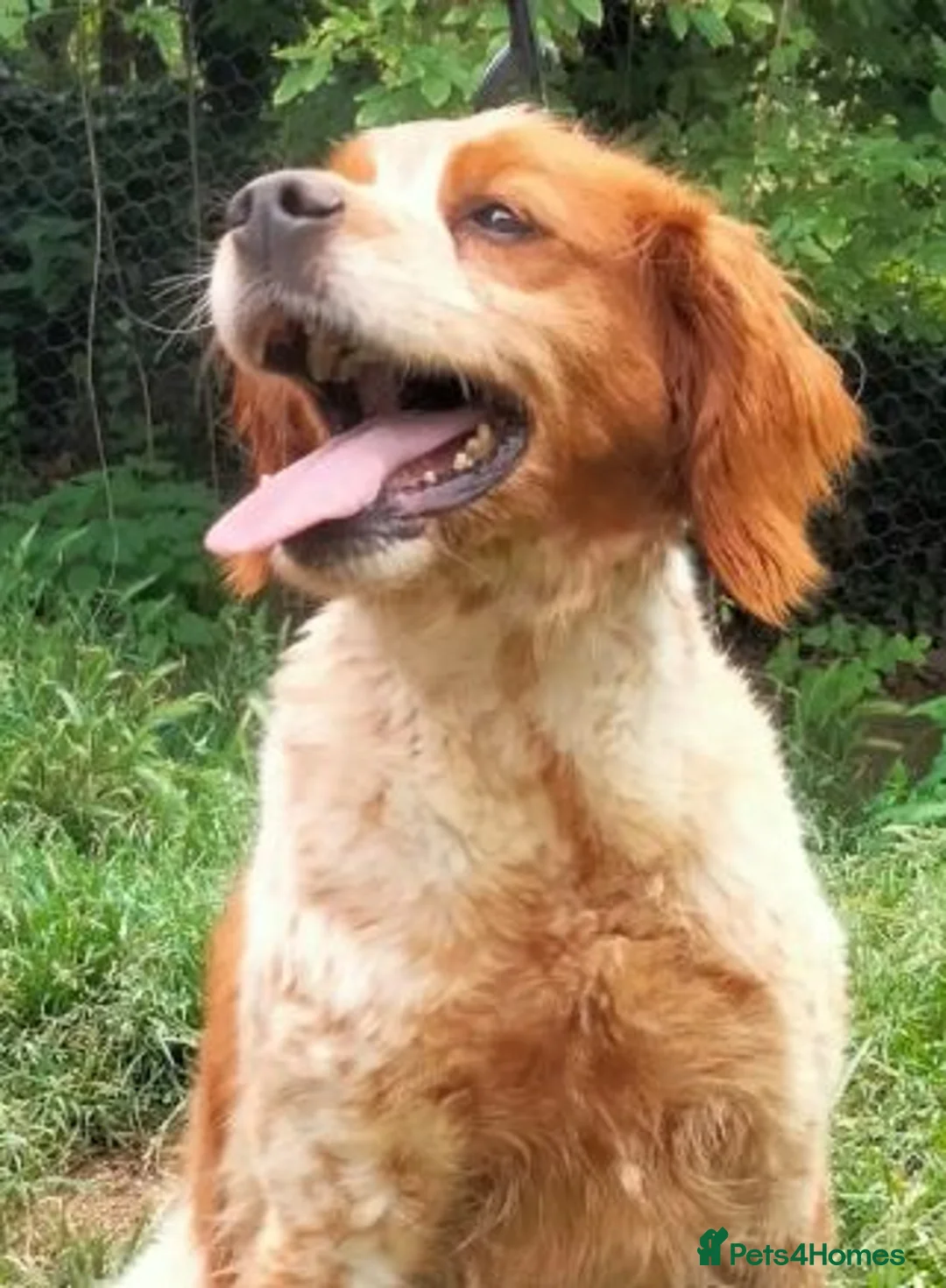 Brittany Spaniel dogs for adoption: Tormenta - Advert 2