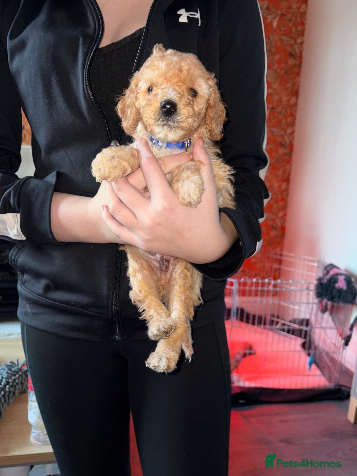 Cockapoo dogs Adorable Cockapoo puppies 🐶🐾 - Advert 18