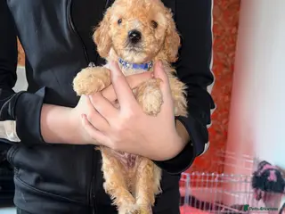 Cockapoo dogs Adorable Cockapoo puppies 🐶🐾 - Advert 18