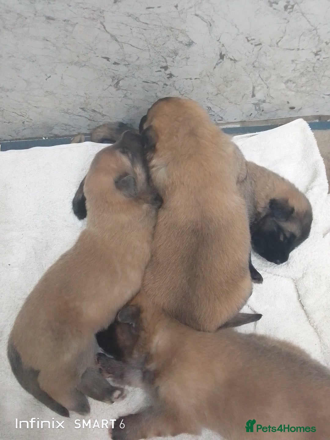 German Shepherd dogs for sale: Mercy's pups - Advert 2