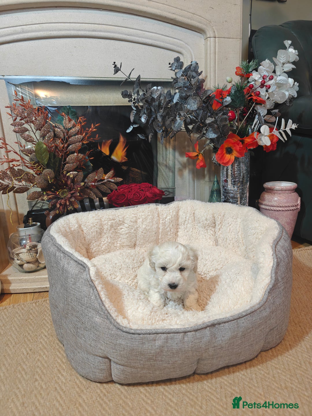 Mixed Breed dogs for sale: Bichon  - Image 1
