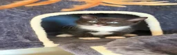 Mixed Breed cats for sale: Kittens  in London - Advert 8