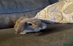 Mini Lop rabbits for sale: 8 weeks old mini lop for sale  - Image 6