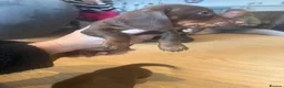 Miniature Dachshund dogs for sale: Beautiful KC registered miniature dachshunds - Advert 8