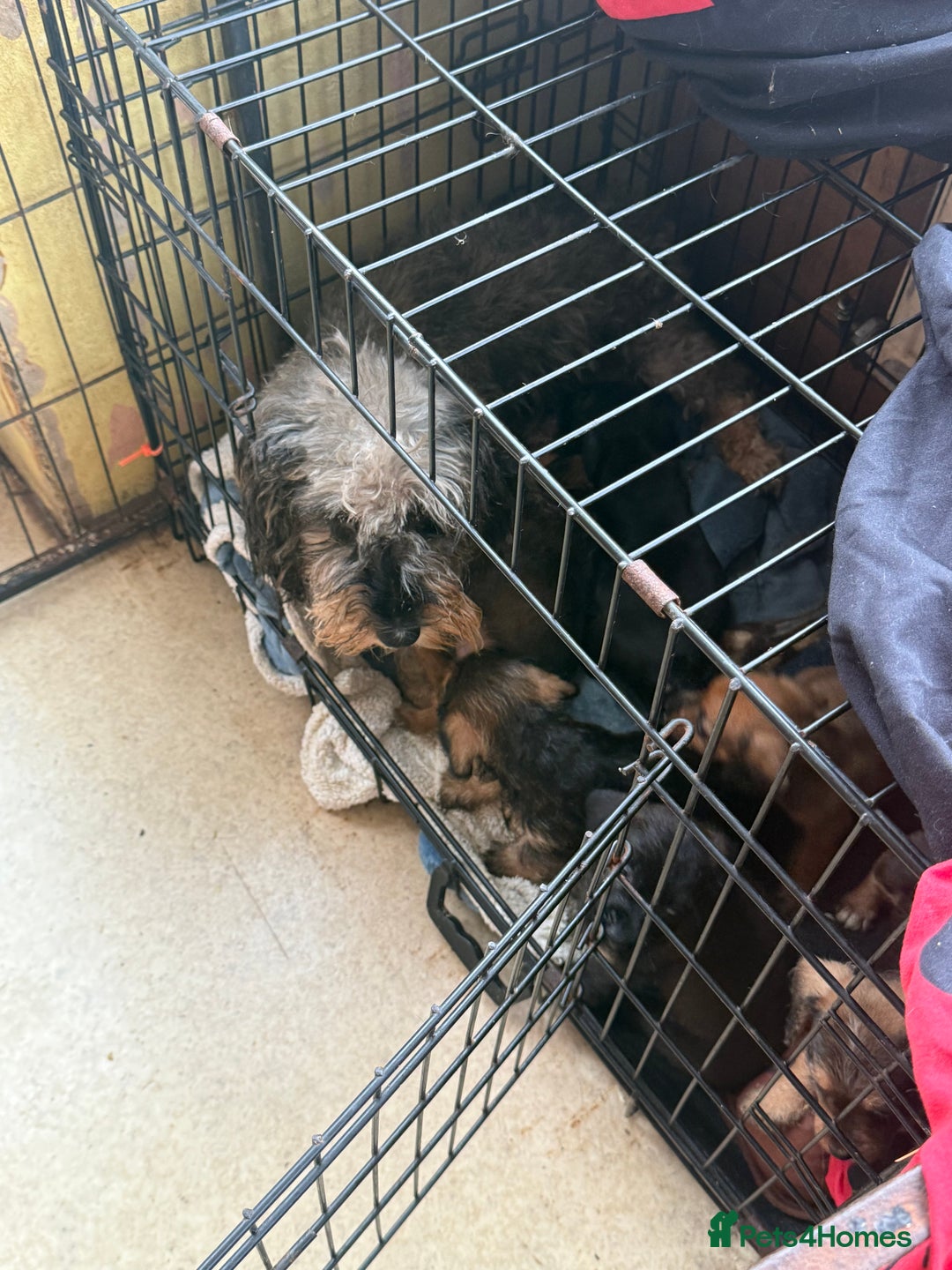 Mixed Breed dogs for sale: 🐾❤️ dachshund x Jack Russell puppies ❤️🐾 - Advert 10