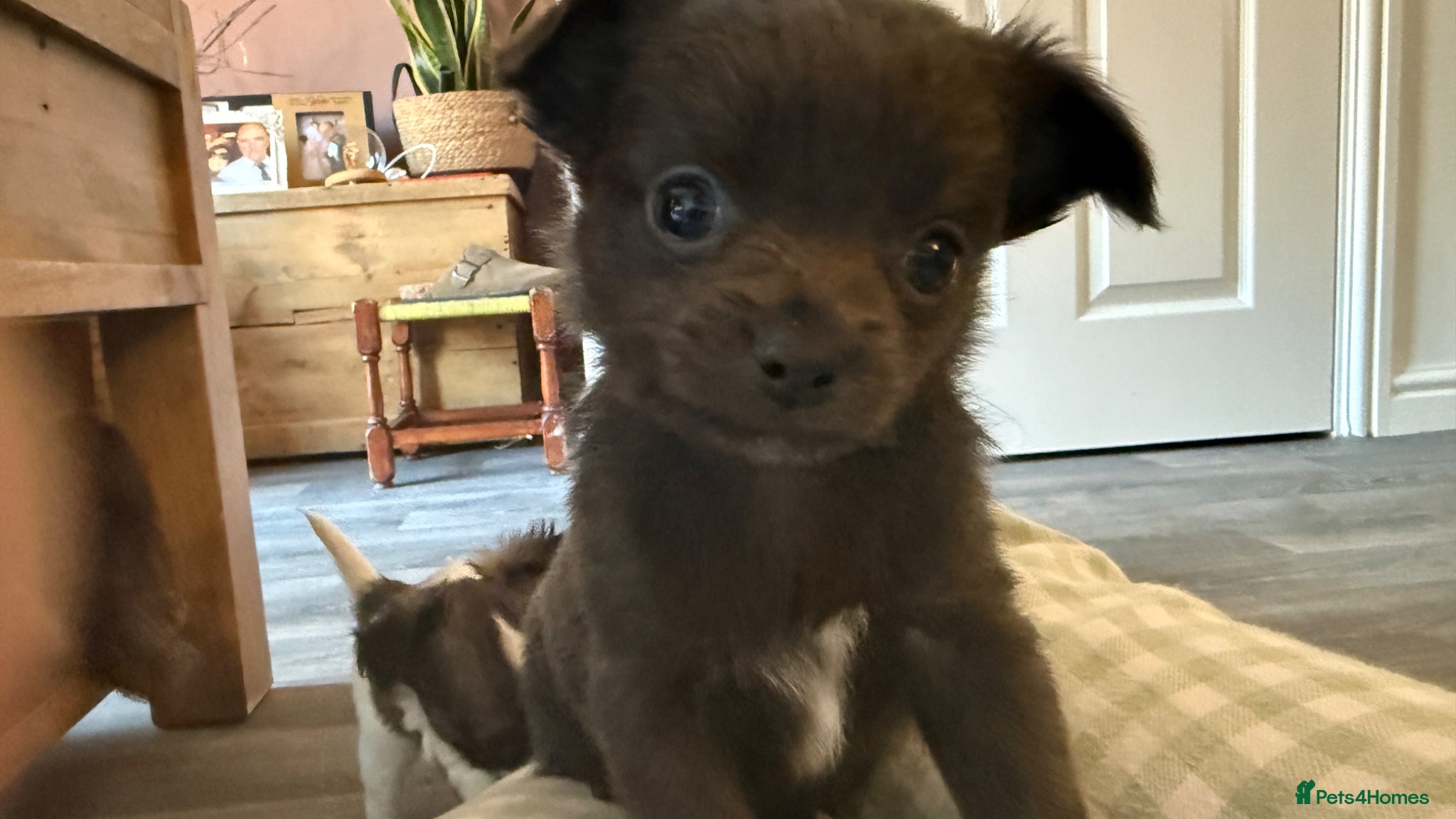 Chihuahua dogs Long haired Blue chihuahua boy - Advert 10