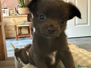 Chihuahua dogs Long haired Blue chihuahua boy - Advert 3