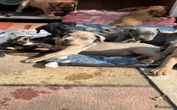 American Bull Staffy dogs for stud: Crash Bandicoot Staffweiler e ATAT d DNA tested ✅✅ - Image 6