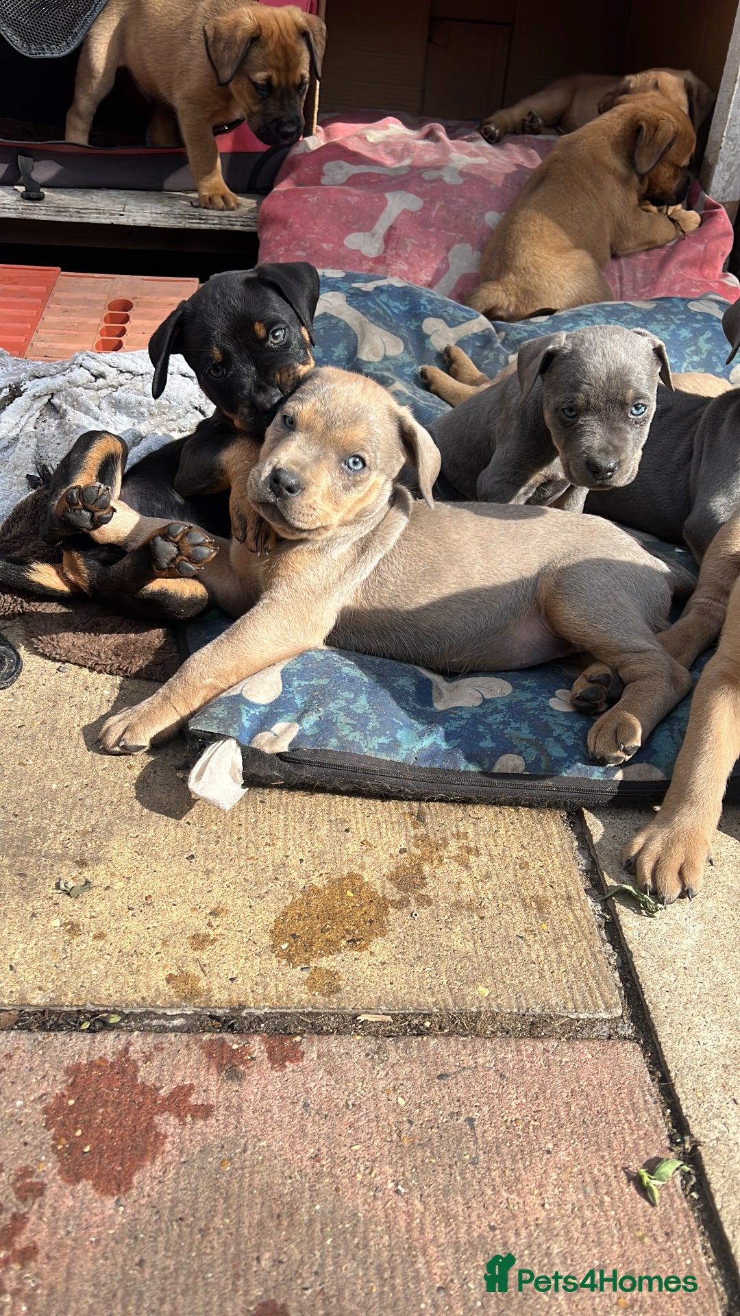 American Bull Staffy dogs for stud: Crash Bandicoot Staffweiler e ATAT d DNA tested ✅✅ - Image 6