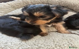 Yorkshire Terrier dogs for sale: Information  - Advert 1