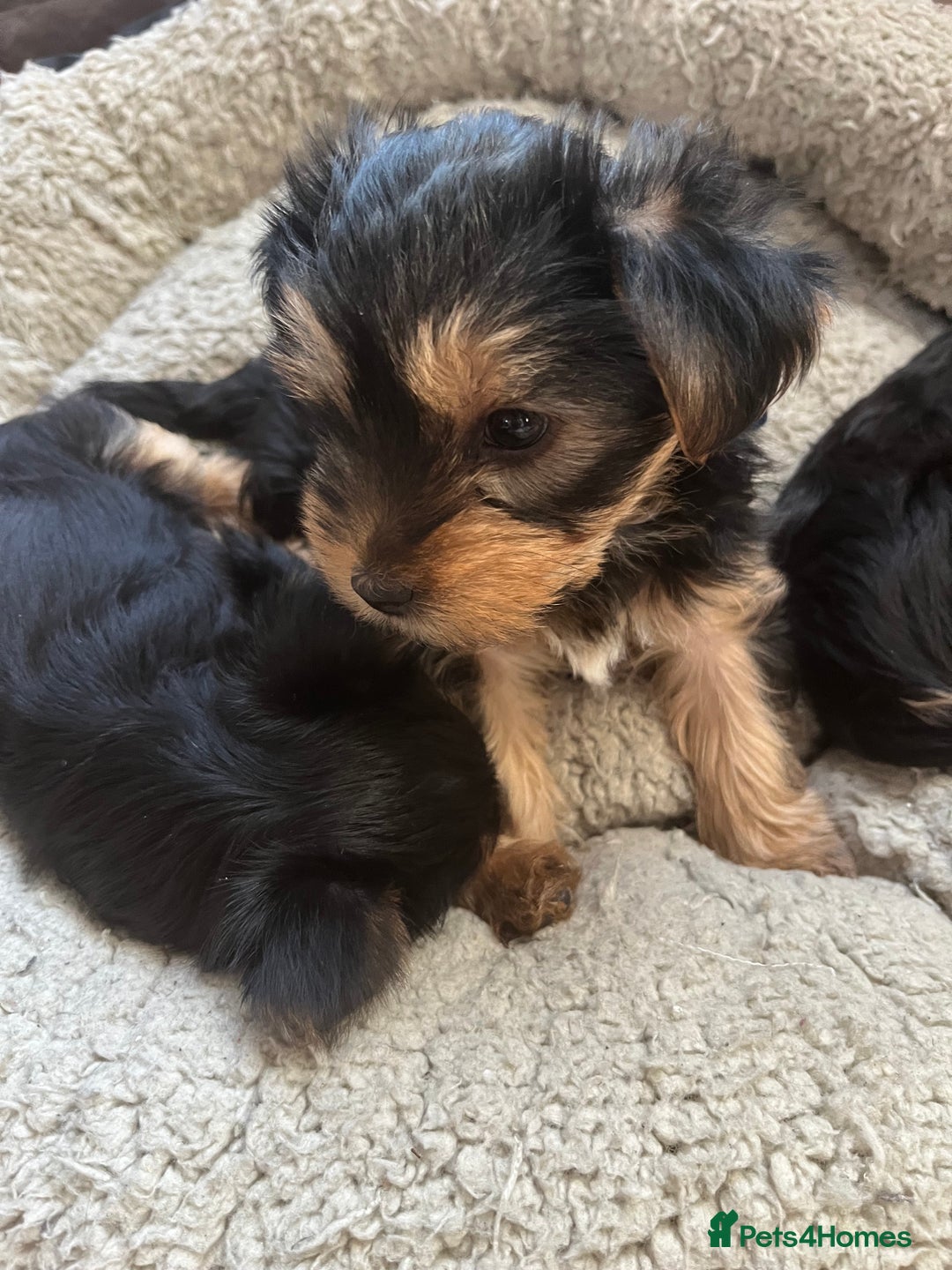 Yorkshire Terrier dogs for sale: Information  - Advert 1