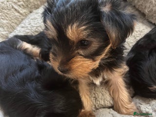 Yorkshire Terrier dogs Information - Advert 1