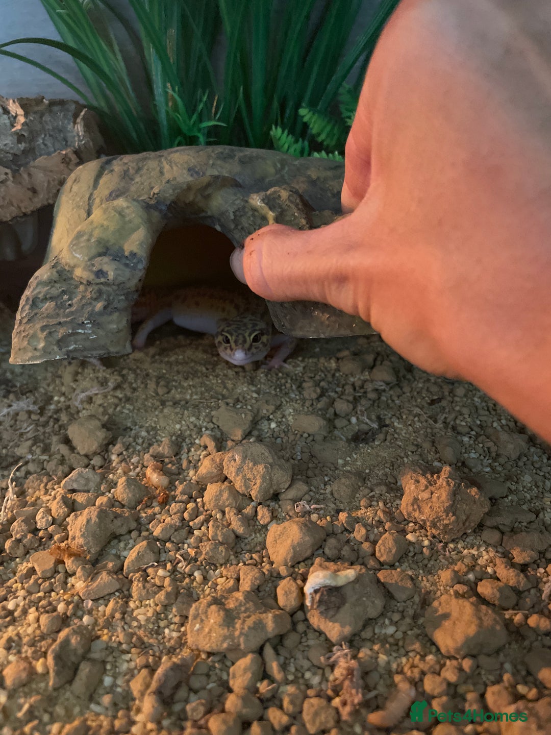 Gecko reptiles for sale: Leopard gecko  - Image 2