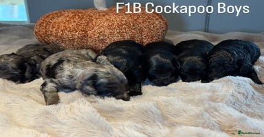 Cockapoo dogs - Advert 6