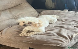 Toy Poodle dogs for sale: Gorgeous Toy Poodle Puppies - Advert 2