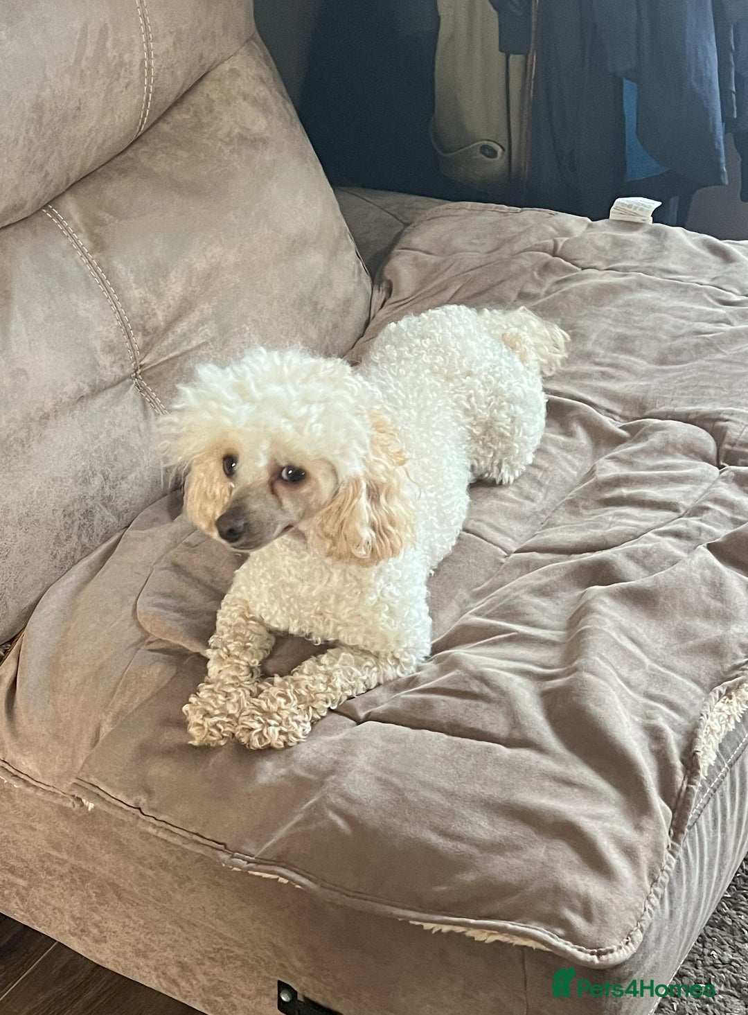 Toy Poodle dogs for sale: Gorgeous Toy Poodle Puppies - Advert 2