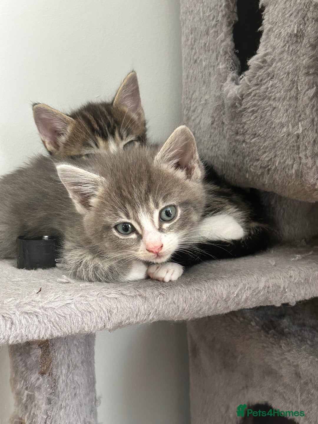 Ragcoon cats for sale: Beautiful Ragcoon Kittens - Image 17