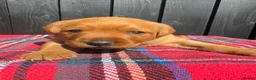 Labrador Retriever dogs for sale: 🧡 Fox Red KC working Labrador’s  in Thetford - Advert 23