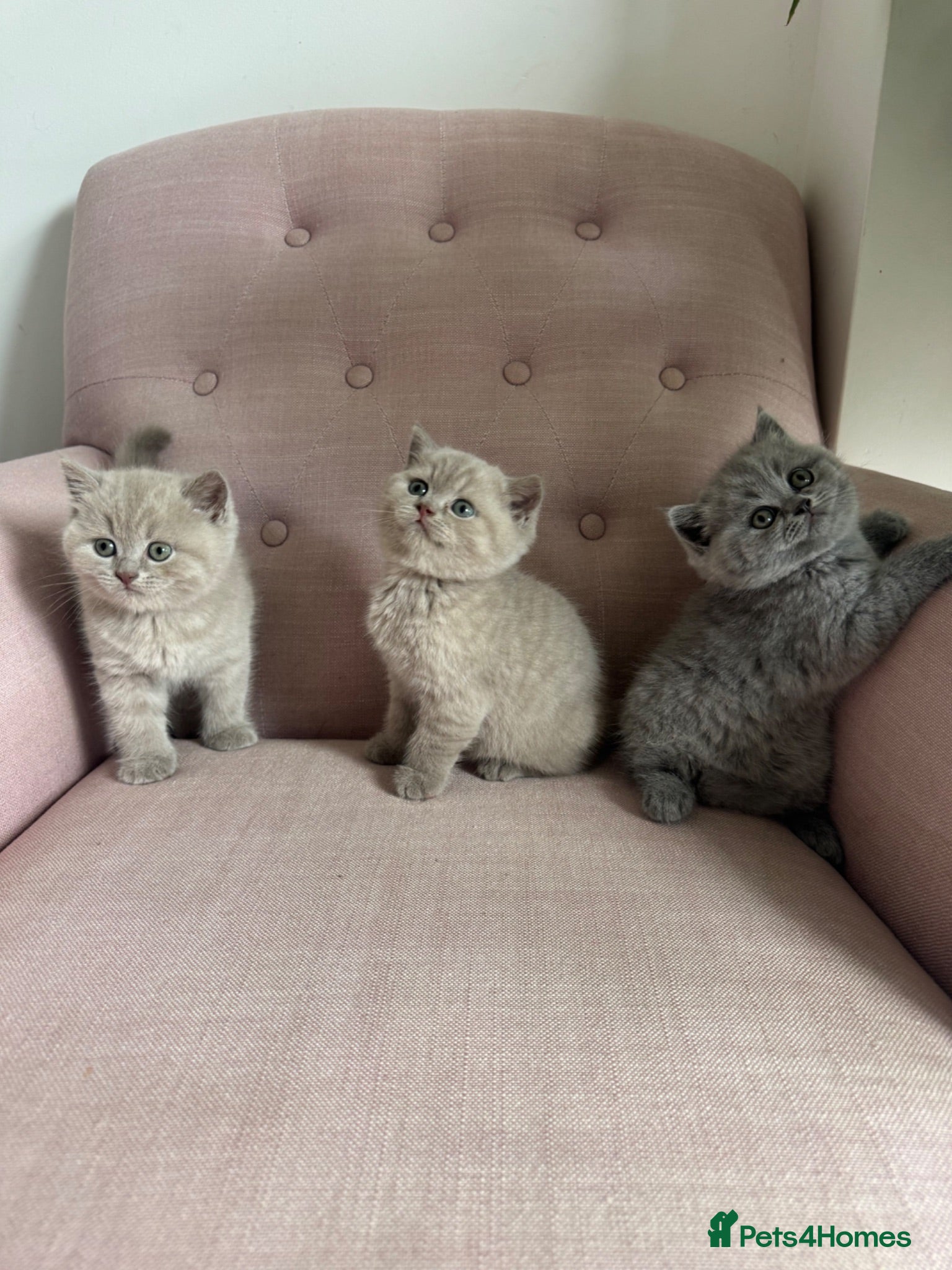 British Shorthair cats Girl BSH lilac and blues available end of August  - Advert 14