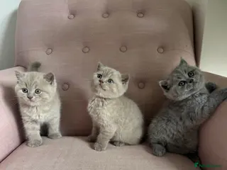 British Shorthair cats Girl BSH lilac and blues available end of August - Advert 14