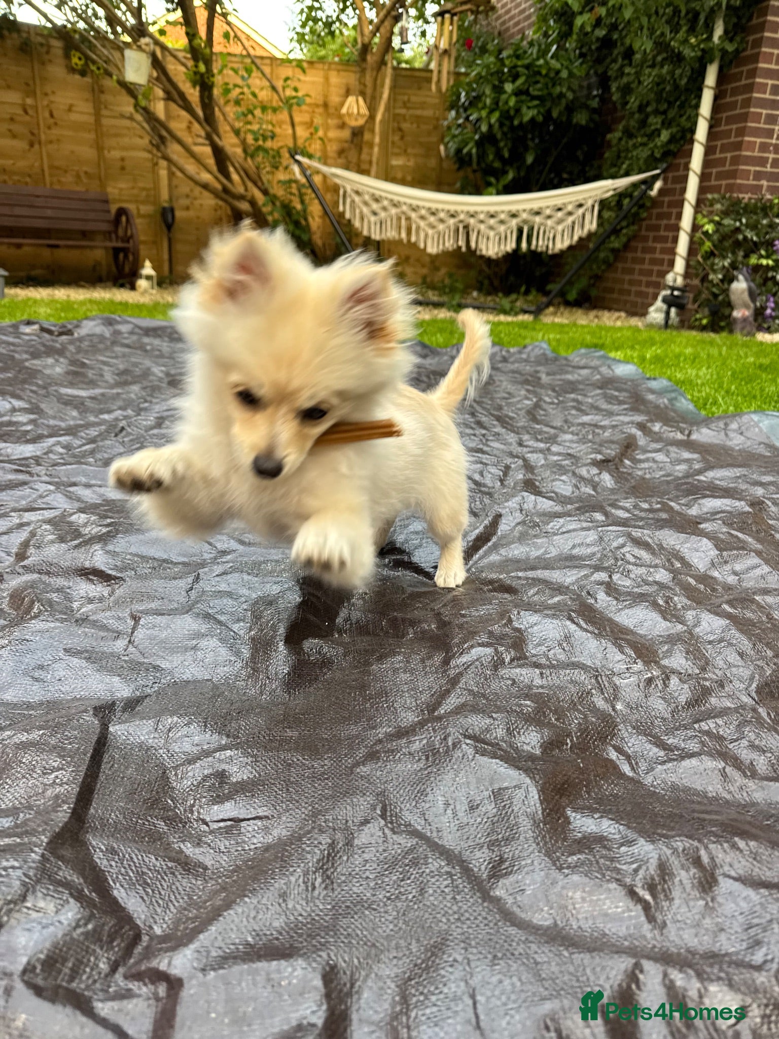 Pomchi dogs Pomchi - Advert 3
