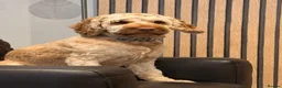 Cockapoo dogs for sale: Blu The Cockapoo - Advert 2