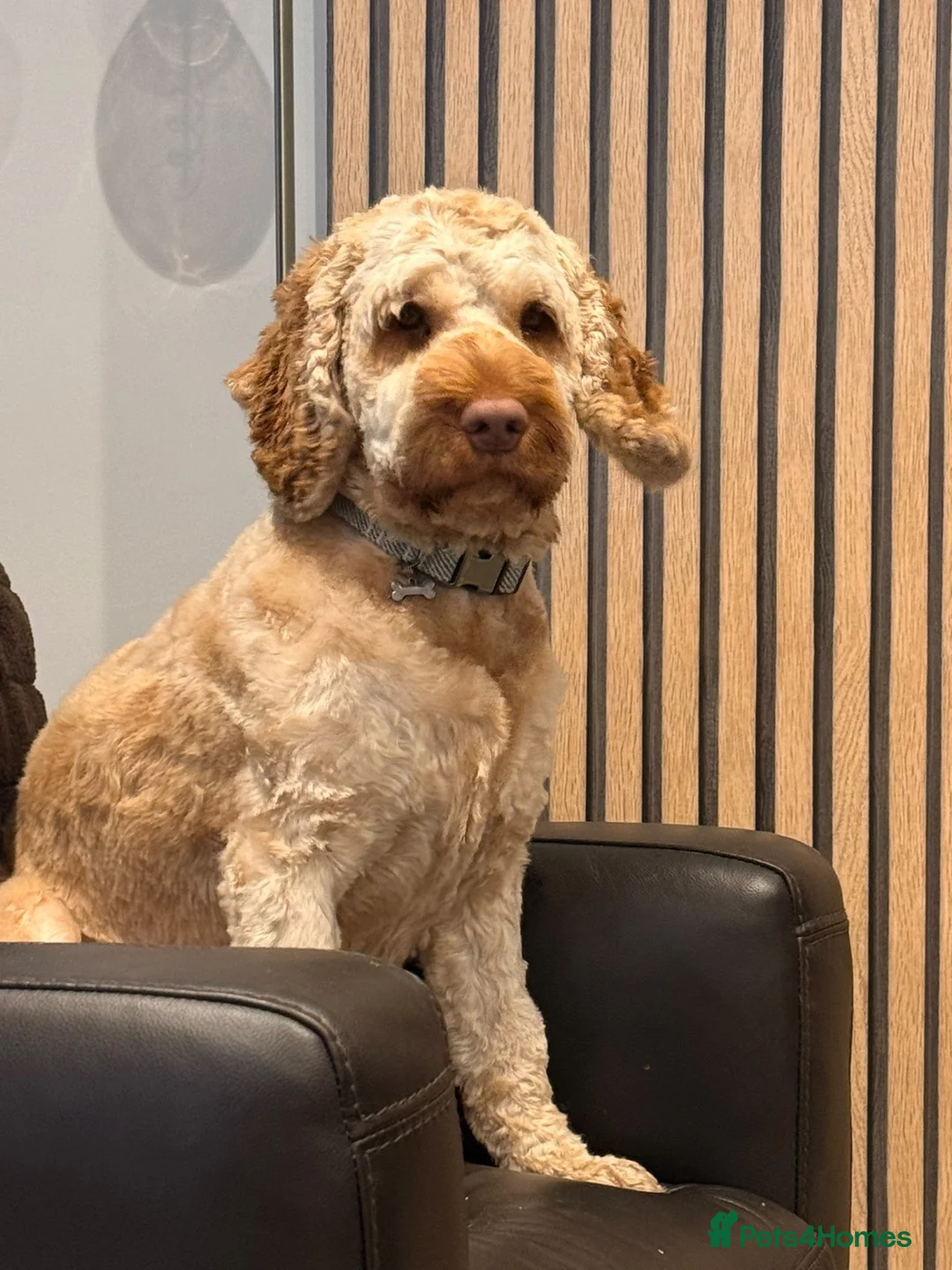 Cockapoo dogs for sale: Blu The Cockapoo - Advert 2
