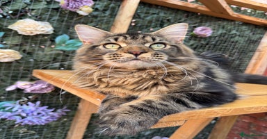 Maine Coon cats - Advert 4