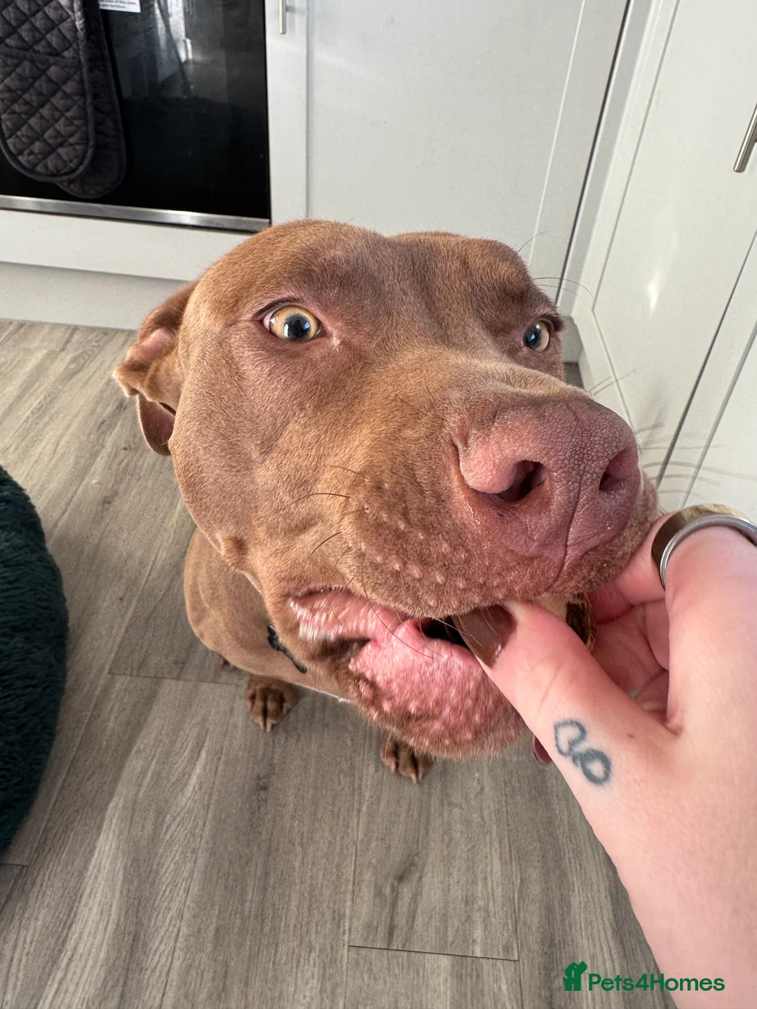 Mixed Breed dogs for sale: Beautiful boy  - Advert 3