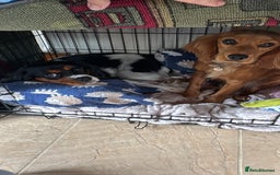 Cockalier dogs for sale: Rehoming Two Young Female Spaniels  - Image 4